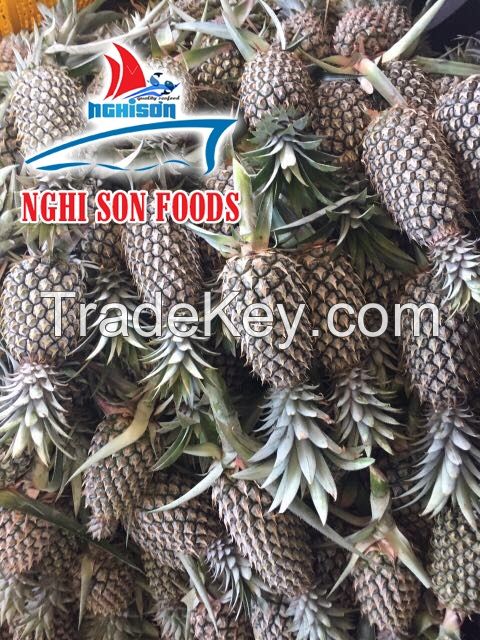 Vietnamese Fresh Pineapple Supplier.