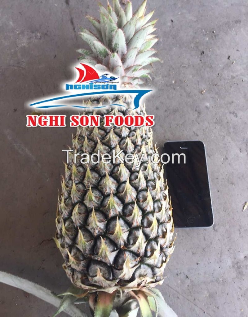 Vietnamese Fresh Pineapple Supplier.