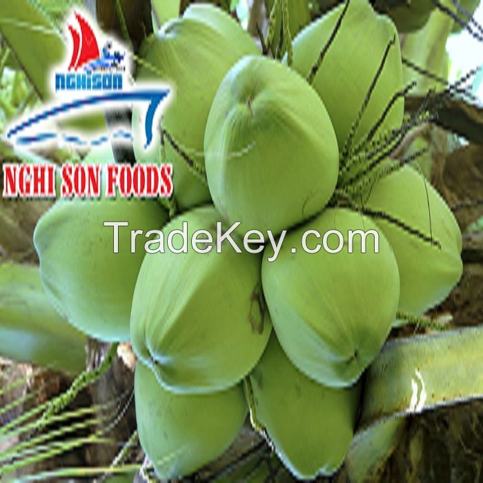 VIET NAM FRESH COCONUT PREMIUM QUALITY