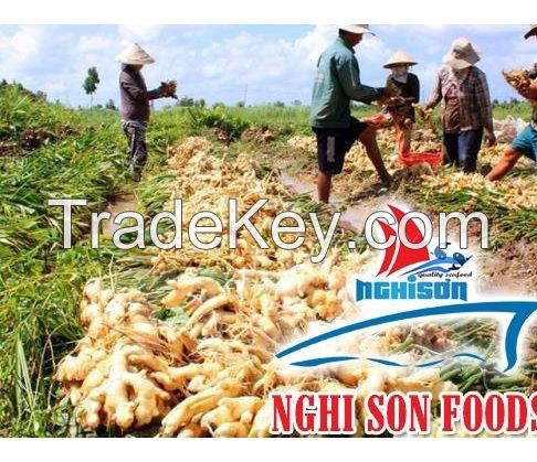 Fresh Ginger from Viet Nam Exporters