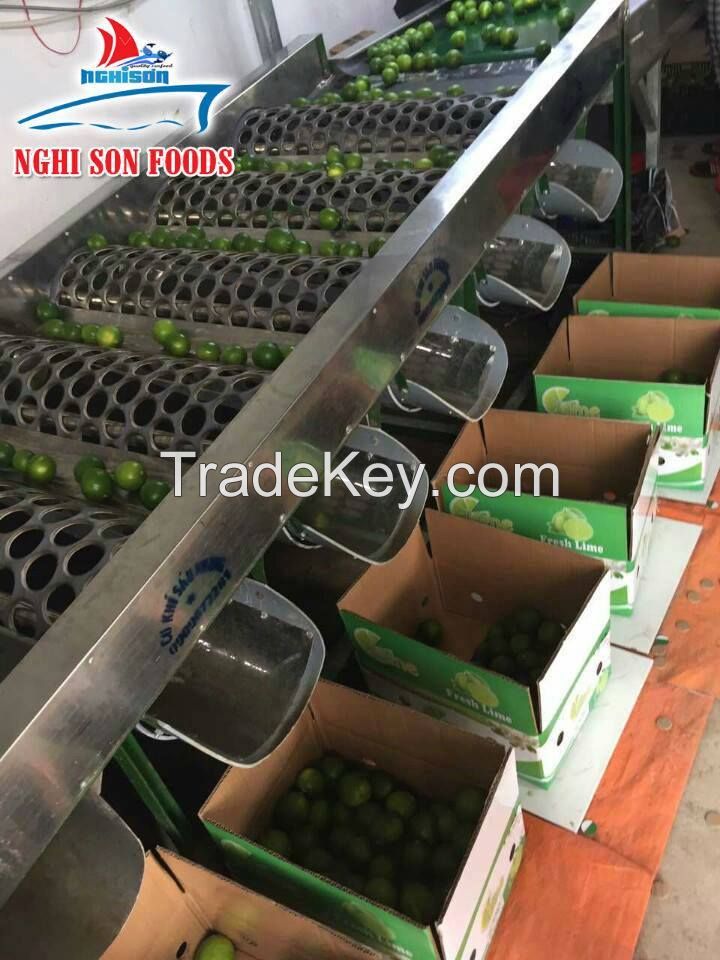 Fresh Lime Manufacturer of Viet Nam Best Price