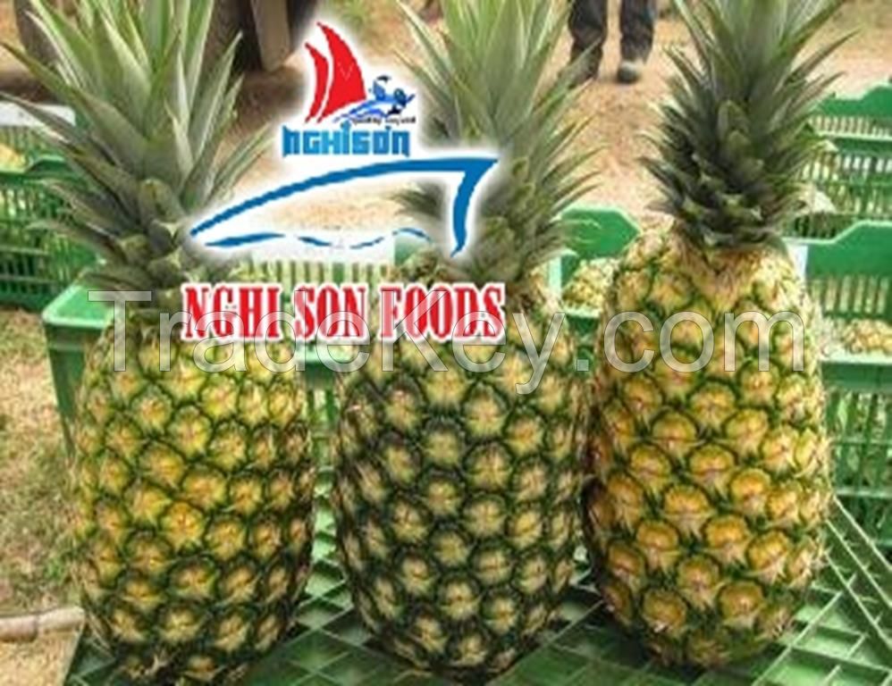 Fresh Tropical Pineapple with the Best Price from Viet Nam