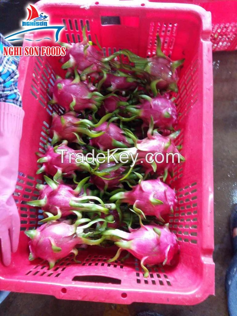 DRAGON FRUIT VIETNAM FOR SALE