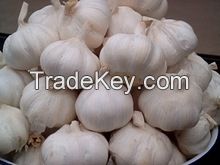 Need to find partners import Indian Garlic