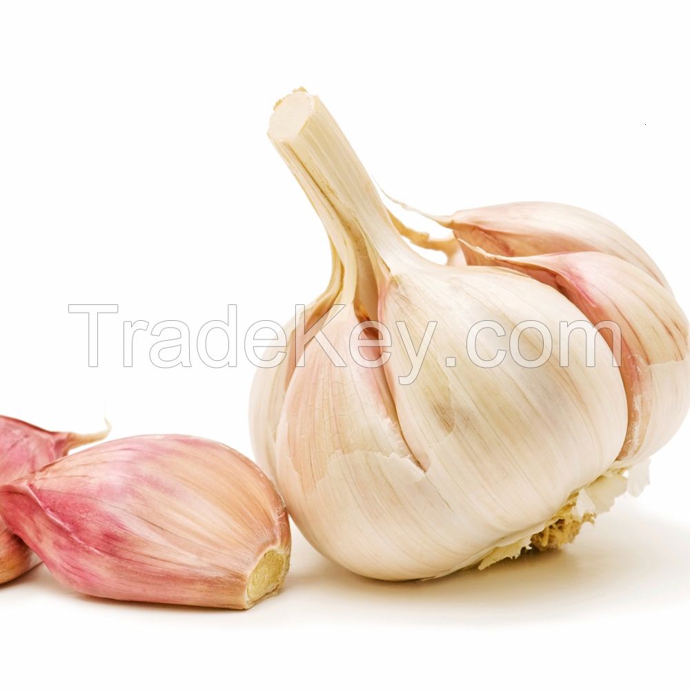 2017 New crop normal/pure white garlic
