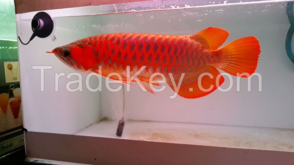 Indonesia Super Red Arowana