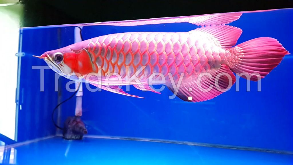 Indonesia Super Red Arowana