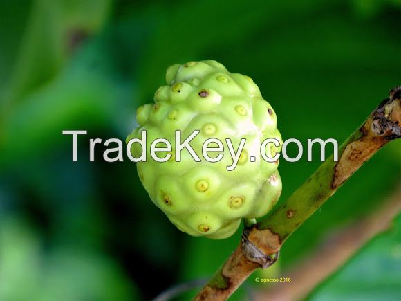 Morinda citrifolia(NONI)