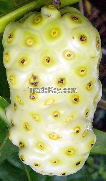 Morinda citrifolia(NONI)