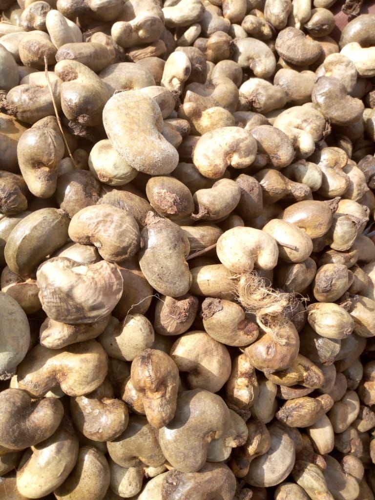 Raw cashew nuts