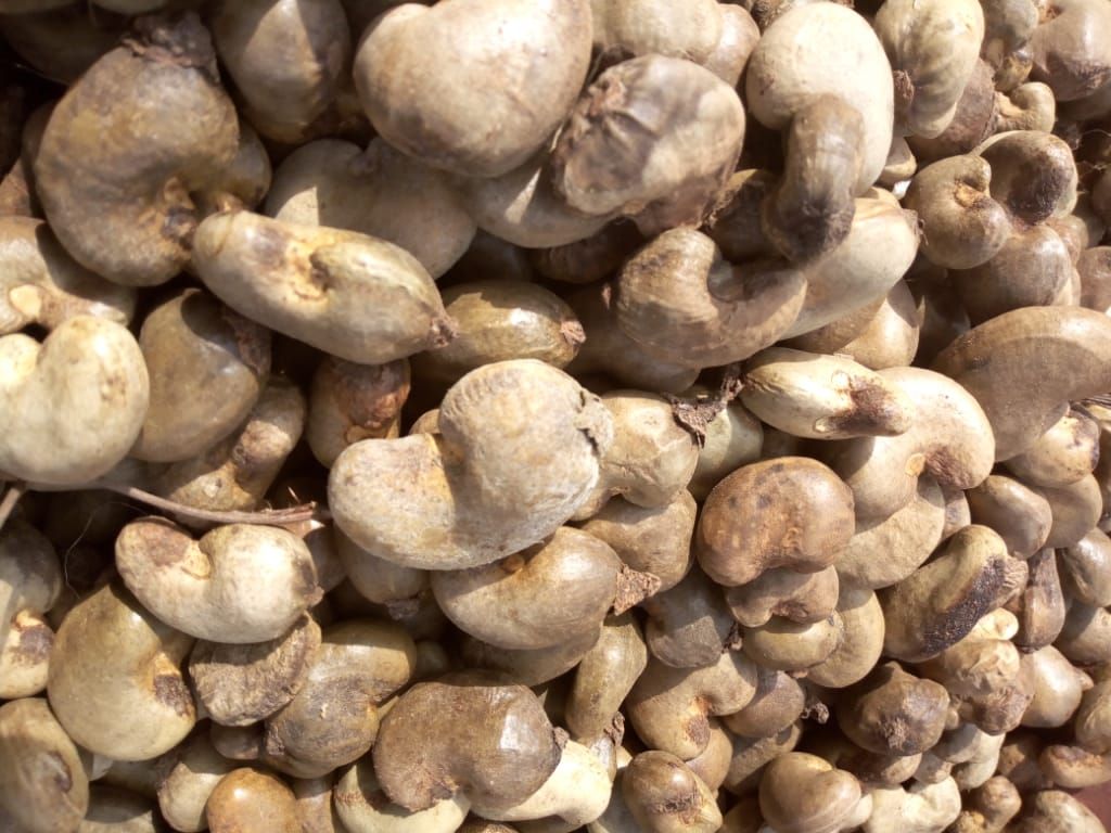 Raw cashew nuts