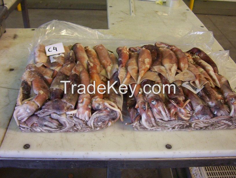 Illex Squid (Calamari/Argentine short-fin squid)