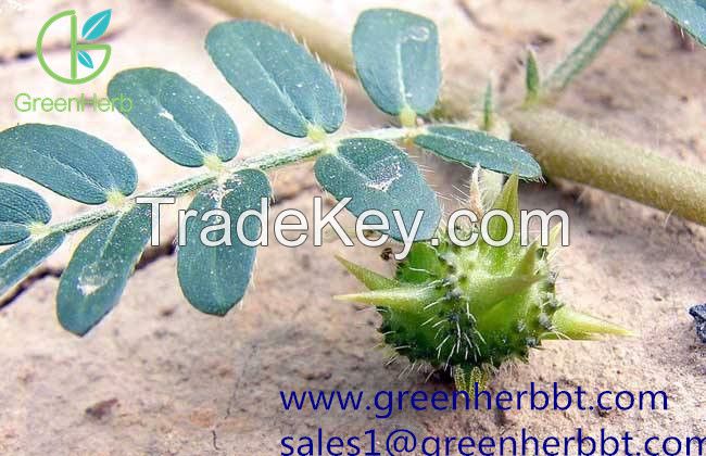 Tribulus Terrestris Extract 40%-90% Tribuloside 