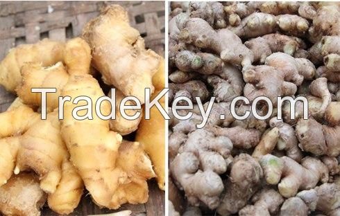 Providing fresh ginger for export.