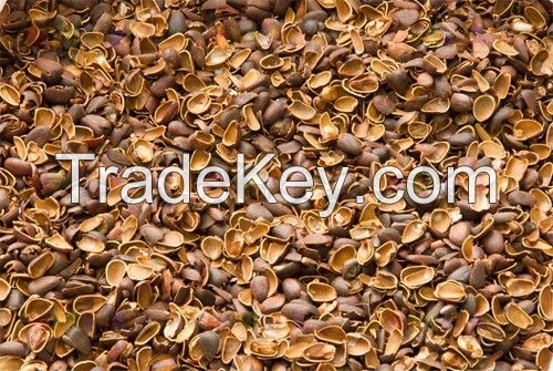 Pine Nut Shell