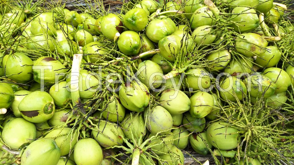 Fresh Young Green Coconut 