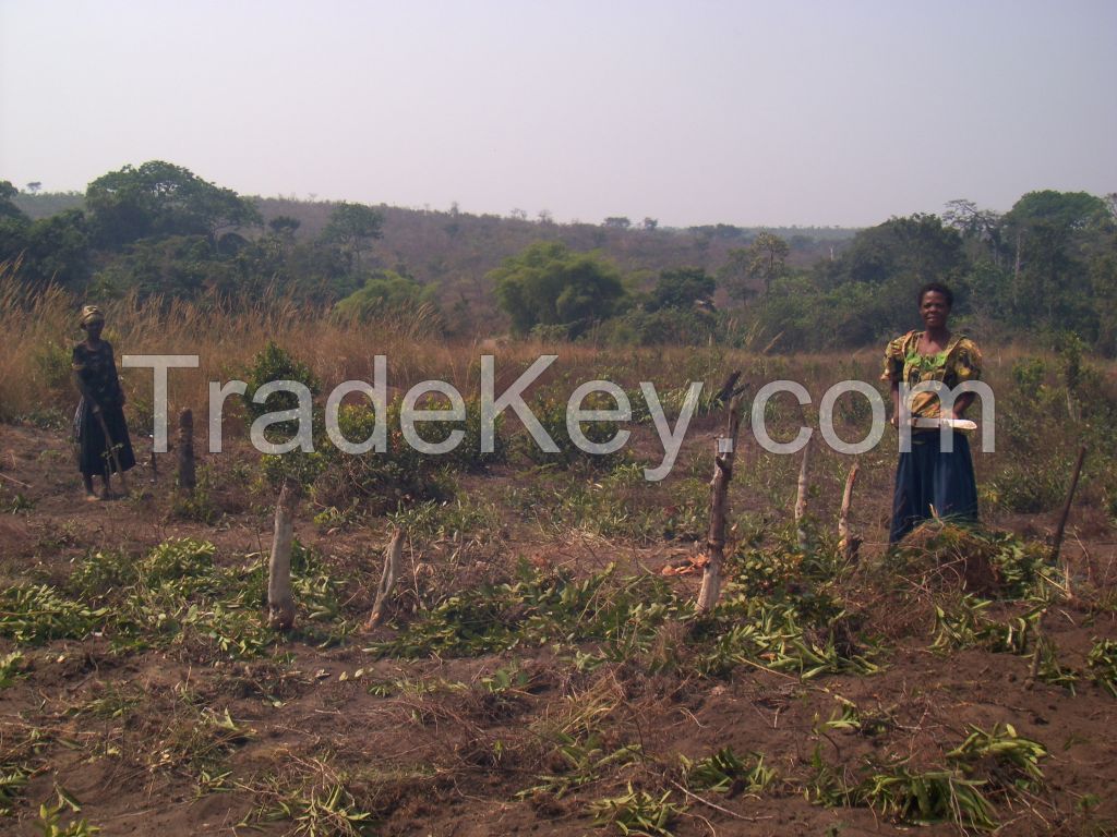 1000 ha Agricultural Farm Land in Angola