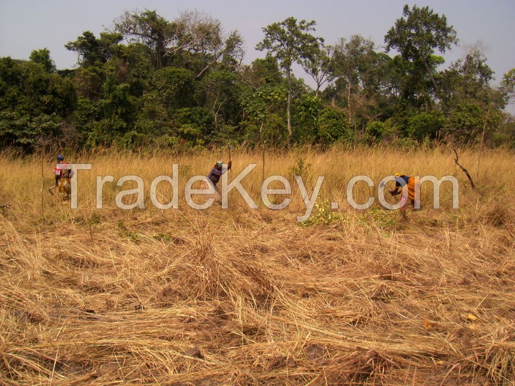 1000 ha Agricultural Farm Land in Angola
