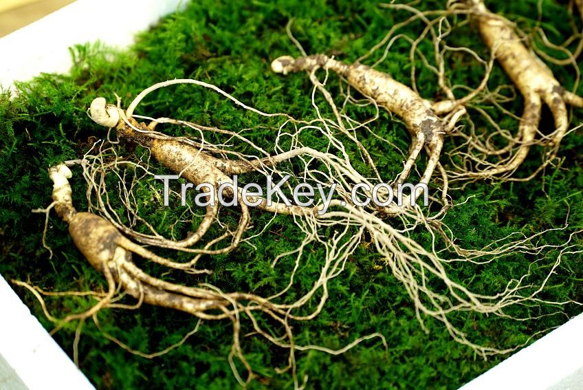 Wild Cultivated Ginseng