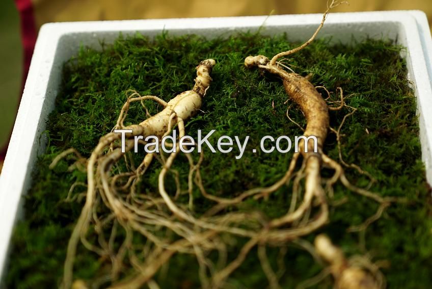 Wild Cultivated Ginseng