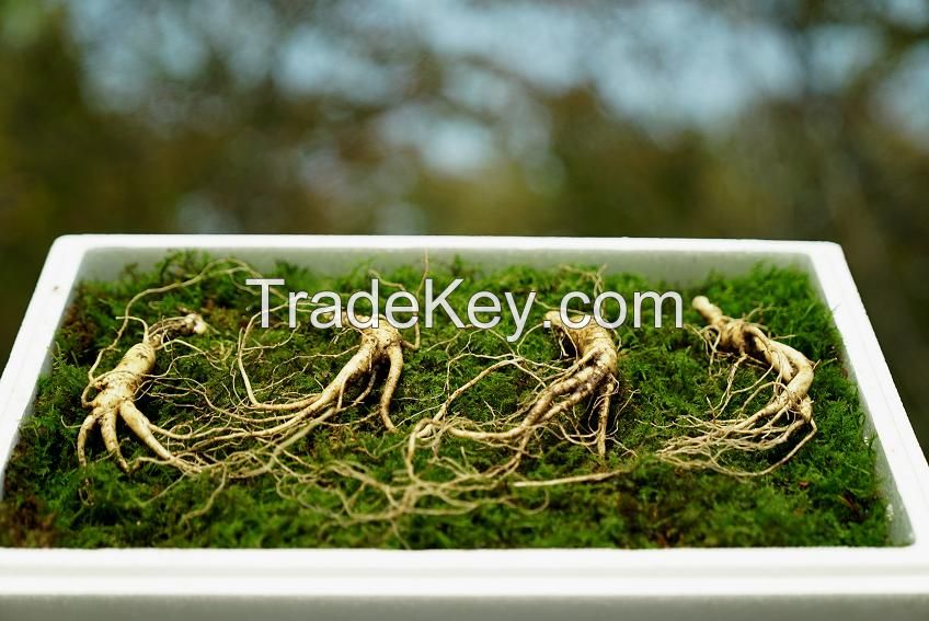 Wild Cultivated Ginseng