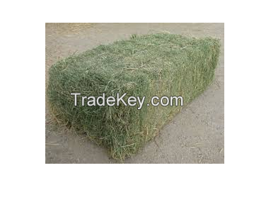 High Protein Timothy Hay For Animal Feeds