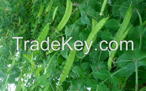 Sugar Snap Peas 