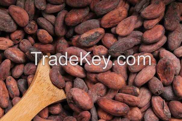 Raw Cocoa Beans cocoa seeds wholesale