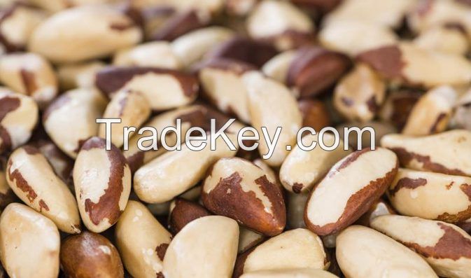 raw brazil nuts organic brazil nuts