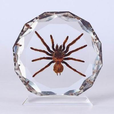 spider insect amber desktop decoration