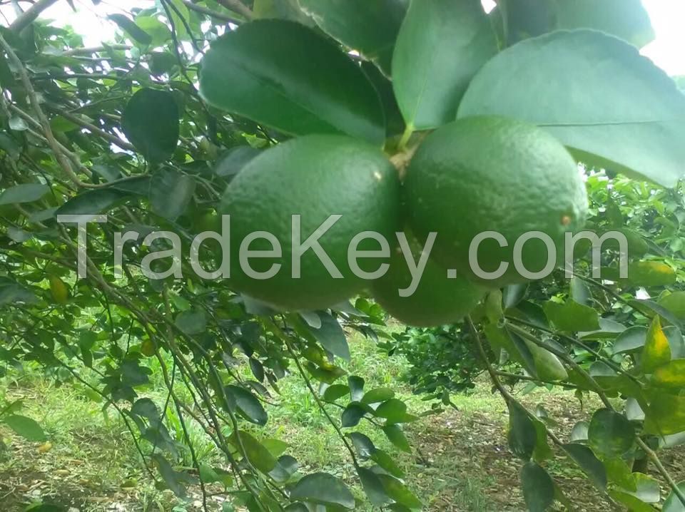 Seedless Lime (4.5kg box)