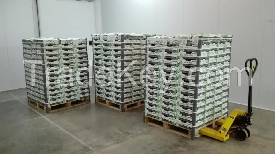 Seedless Lime (4.5kg box)