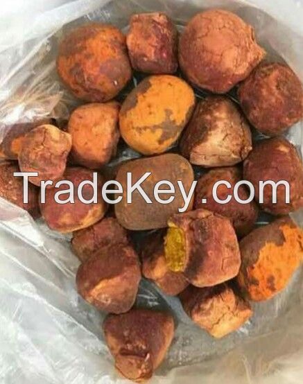 Cattle Gallstone