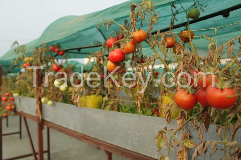 Rooftop Organic Farming