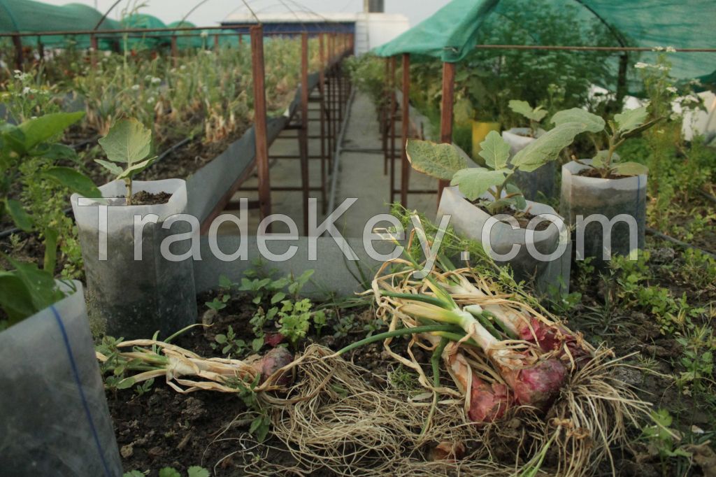 Rooftop Organic Farming