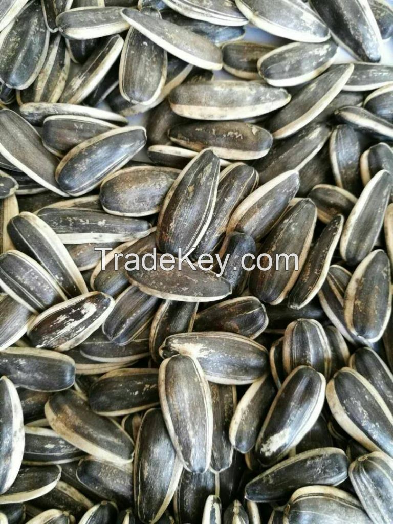 5009/363/601 sunflower seeds