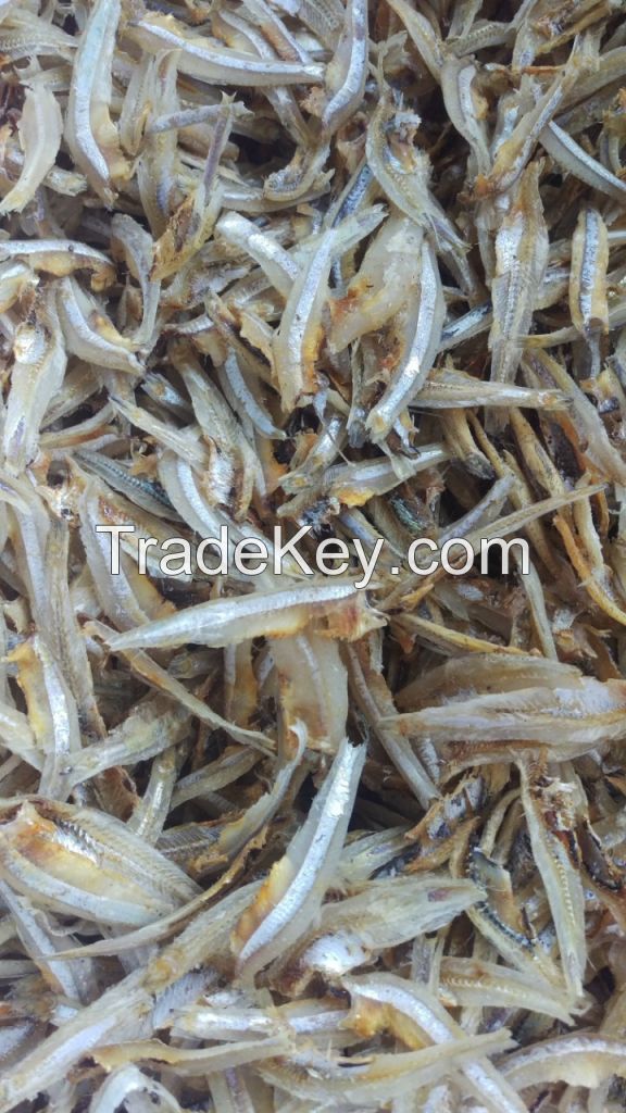 high quality dried anchovy seafood from Vietnam