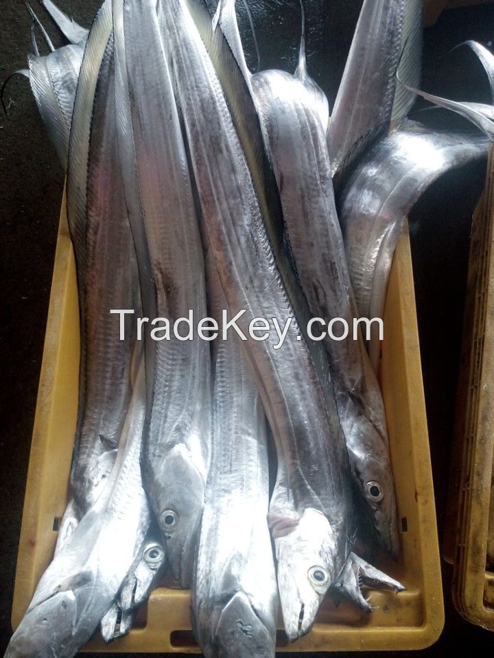 HIGH QUALITY RIBBON FISH FROM VIETNAM