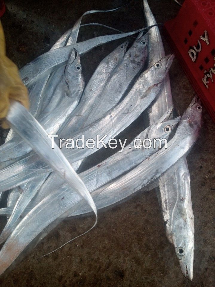 HIGH QUALITY RIBBON FISH FROM VIETNAM