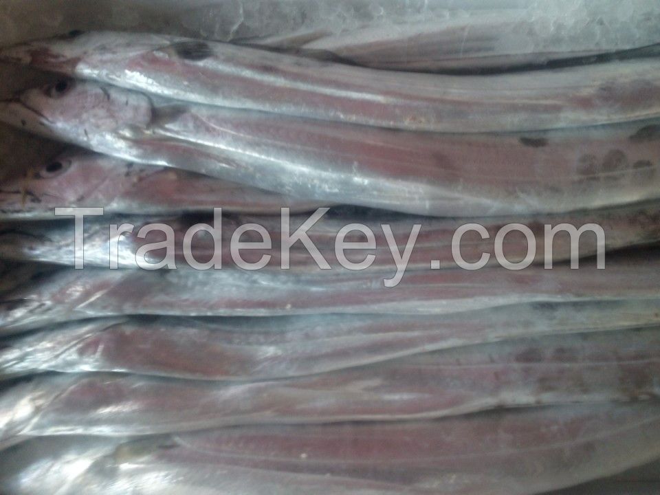 HIGH QUALITY RIBBON FISH FROM VIETNAM