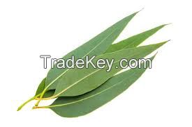 Wholesale natural organic eucalyptus essential oil with competitive price