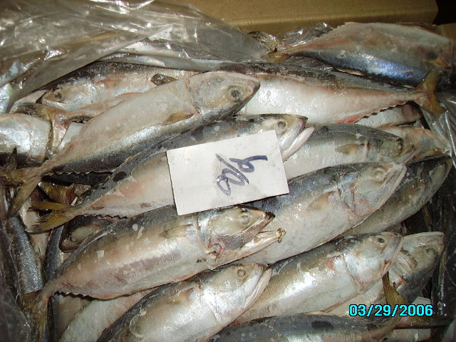 Excellent Quality Of Frozen Sea Food Available With Competetive Prices