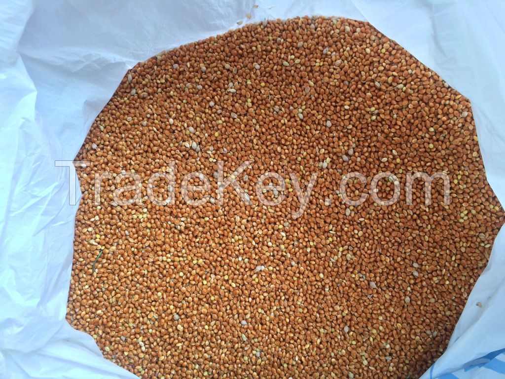 Red millet