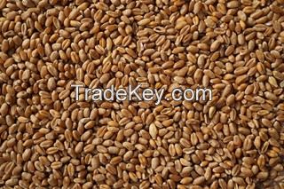 Wheat Grain