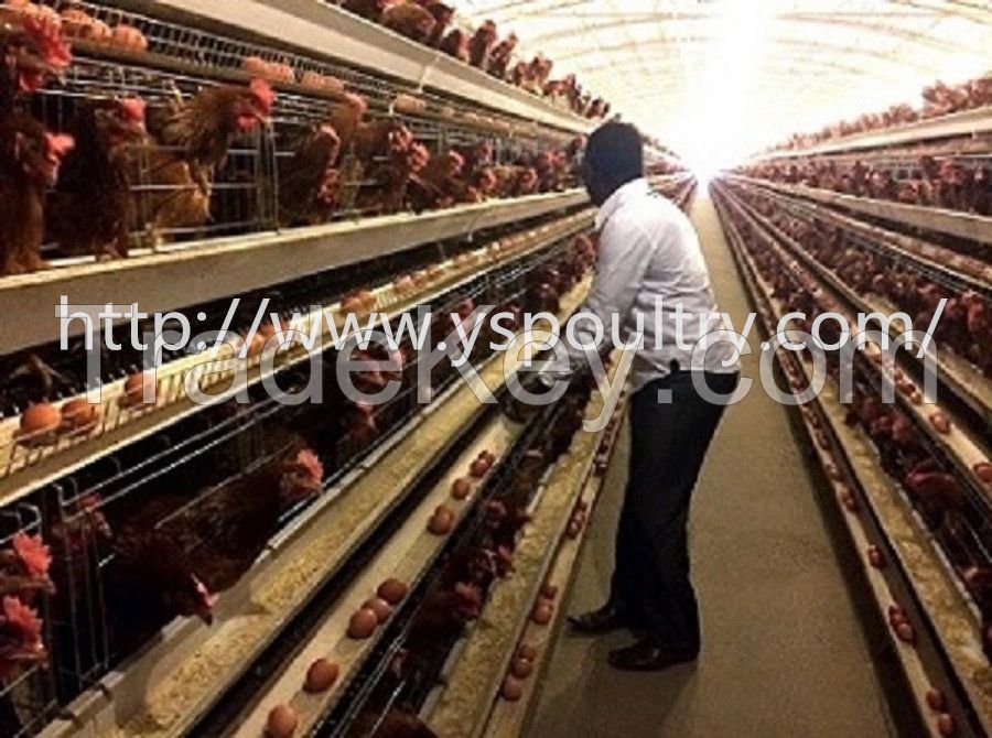 Battery Layer Chicken Cage for Poultry Farm with Large Capacity