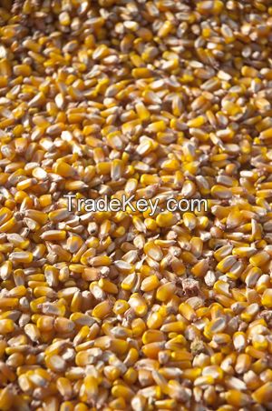 Yellow Corn (Maize) from Brazil