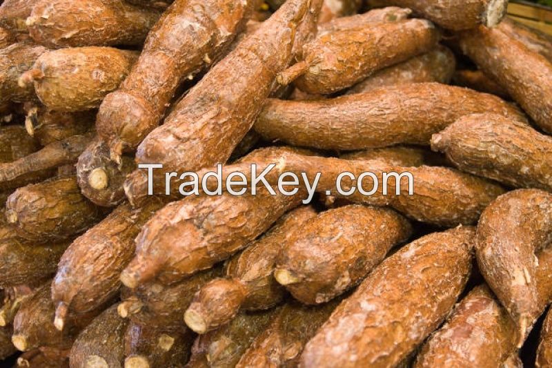 CASSAVA TUBERS/CHIPS, COCOA 