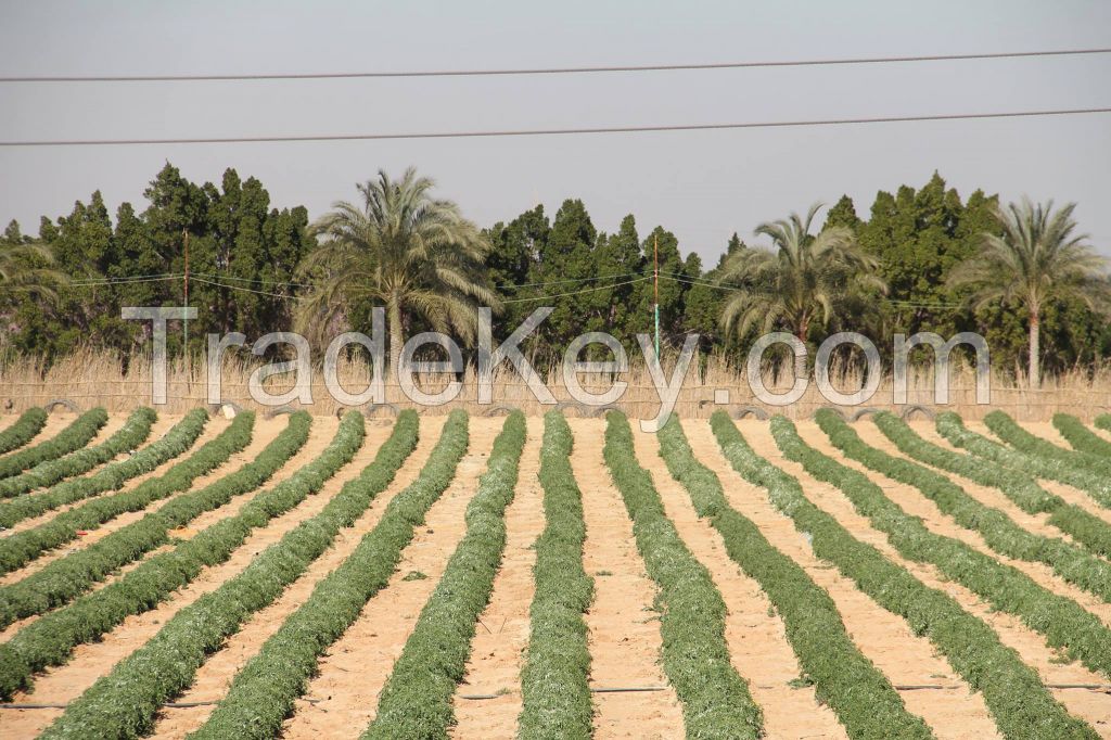 Drip irrigation pipes(hoses)