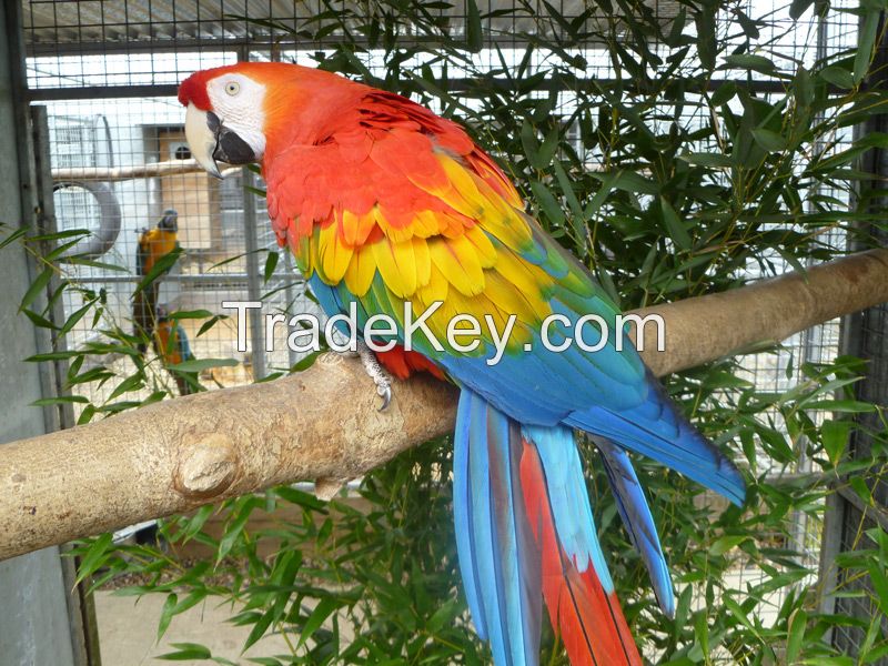 Macaws, Congo African Greys and Senegal Parrots and Parrot Eggs