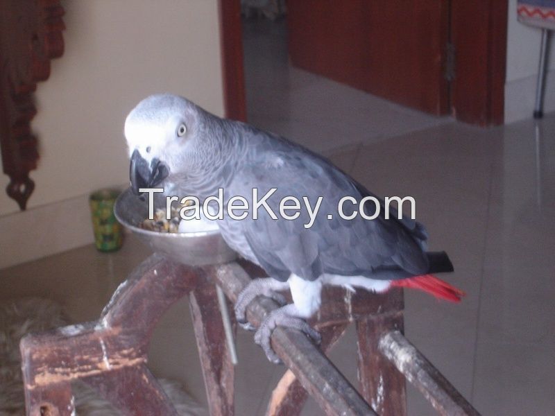 African Grey and Timneh Grey PARROTS/Eggs 